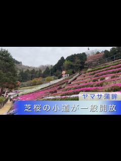 [x]今年も一般公開始まる 広大な芝桜が堪能できるヤマサ蒲鉾本社 芝桜の小道 [22.4.12]【スカイエリアTV】 - YouTube