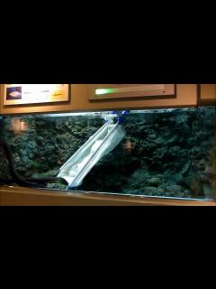 [x]デンキウナギ＠しながわ水族館 - YouTube