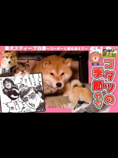 [x]【犬びよりプラス】コタツの季節やで【柴犬スティーブ白書】 - YouTube