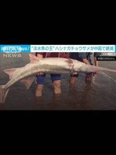 [x]淡水魚の王「ハシナガチョウザメ」絶滅 中国・長江(2022年7月26日) - YouTube