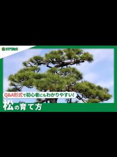 [x]☘171:松の育て方｜松の育て方｜「みどり摘み」や「もみあげ」作業とは？水やりや肥料などの管理方法もご紹介 【PlantiaQ&A】植物の情報 ...
