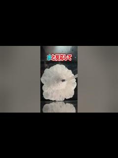 [x]クラゲ飼いたい人は必見！ - YouTube