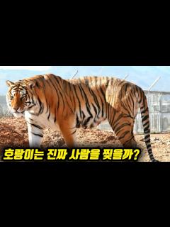 [x]호랑이는 진짜 사람을 찢을까? 실제로 호랑이가 사람을 마주치면 하는 행동 - YouTube