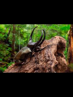 [x]アジア最大のカブトムシ | 虫の写真と生態なら昆虫写真図鑑「ムシミル」