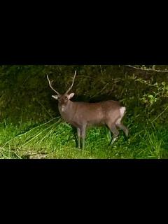 [x]夜の山道で鹿に衝突事故して車が故障。獣が大量発生の帰り道が危険すぎた... - YouTube
