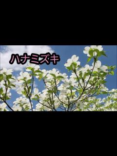 [x]ハナミズキ 一青窈 カラオケ - YouTube