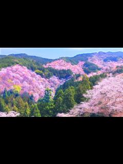 [x]4K映像 桜の名所「吉野山の千本桜 日本三大桜 」cherry blossom japan 世界遺産 上千本・中千本・下千本 金峯山寺 日本の ...